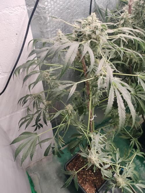 Tramuntana Critical Cherry #2. Week 12
