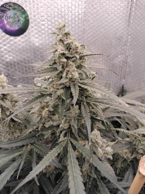 Tramuntana Critical Cherry #1. Week 13