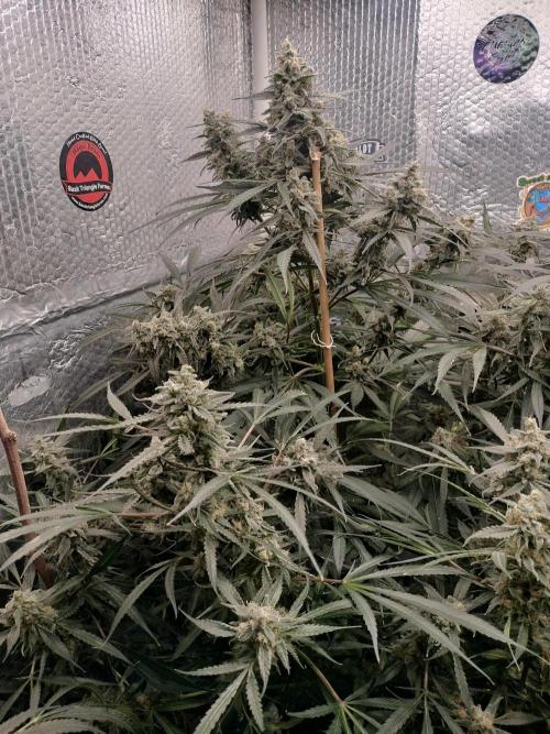 Tramuntana Critical Cherry #1. Week 13