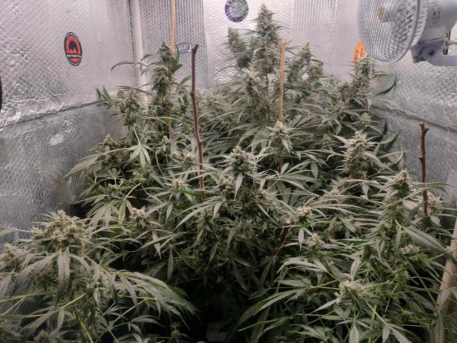 Tramuntana Critical Cherry #1. Week 13