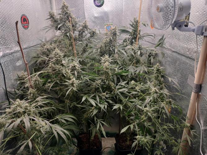 Tramuntana Critical Cherry #1. Week 13