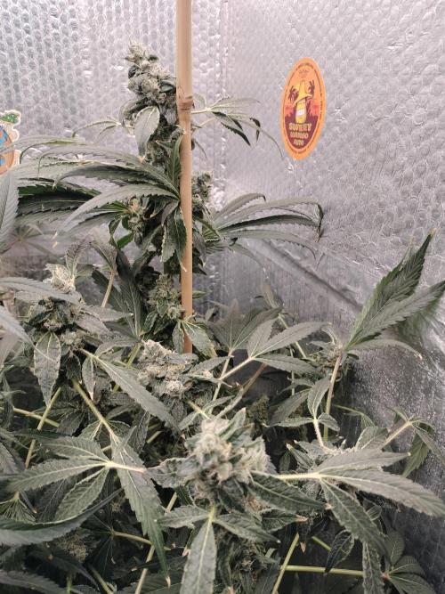 Zizu #1. Week 13