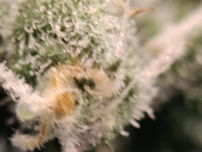 Zizu #1. Week 13