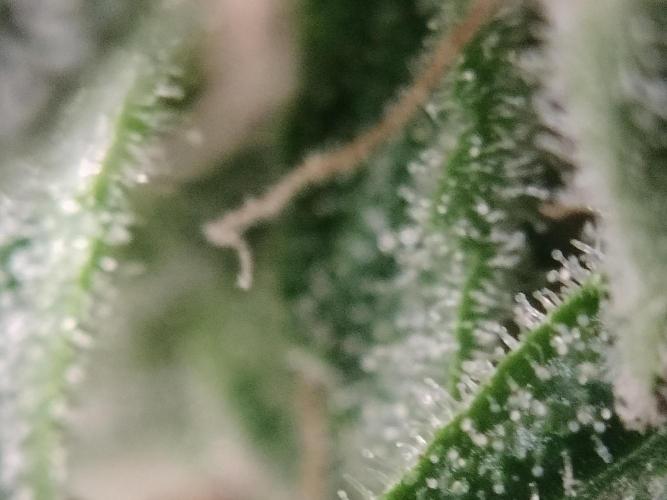 Blueberry Queques. Week 13