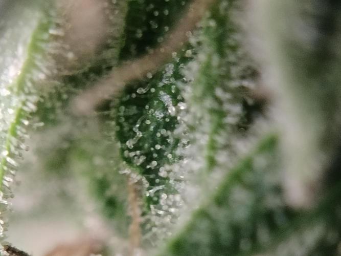 Blueberry Queques. Week 13