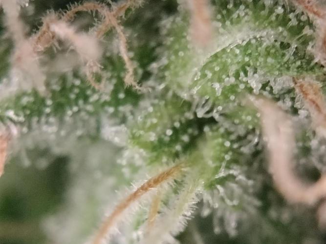 Blueberry Queques. Week 13