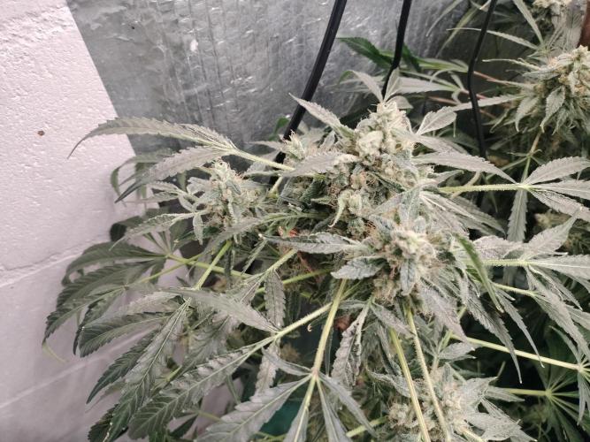 Tramuntana Critical Cherry #2. Week 13
