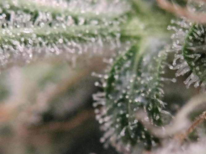 Tramuntana Critical Cherry #2. Week 13