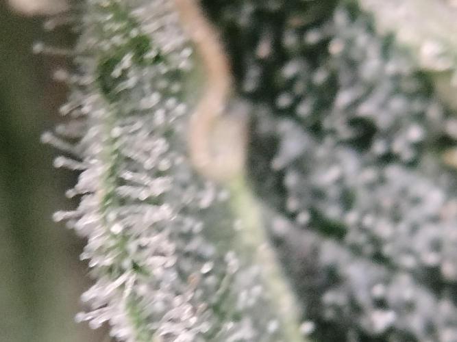 Tramuntana Critical Cherry #2. Week 13