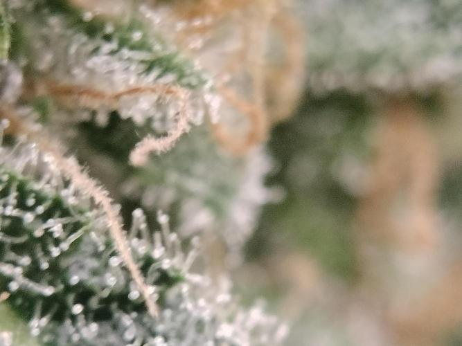 Tramuntana Critical Cherry #1. Week 13