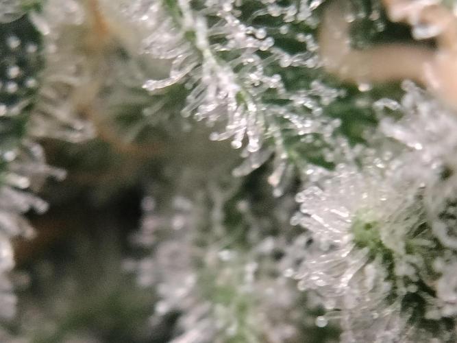 Tramuntana Critical Cherry #1. Week 13