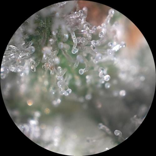 Tramuntana Critical Cherry #1. Week 13