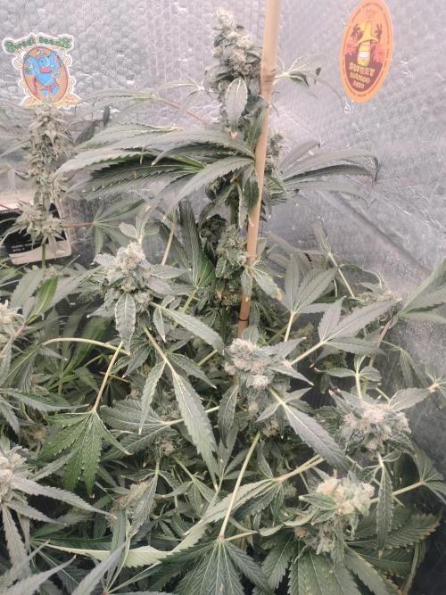 Zizu #1. Week 14