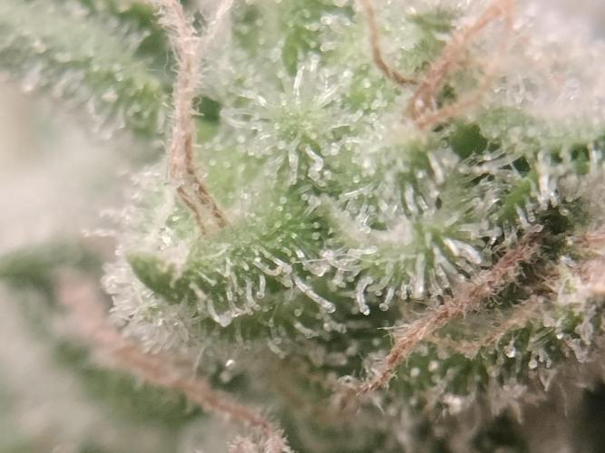 Zizu. Week 14