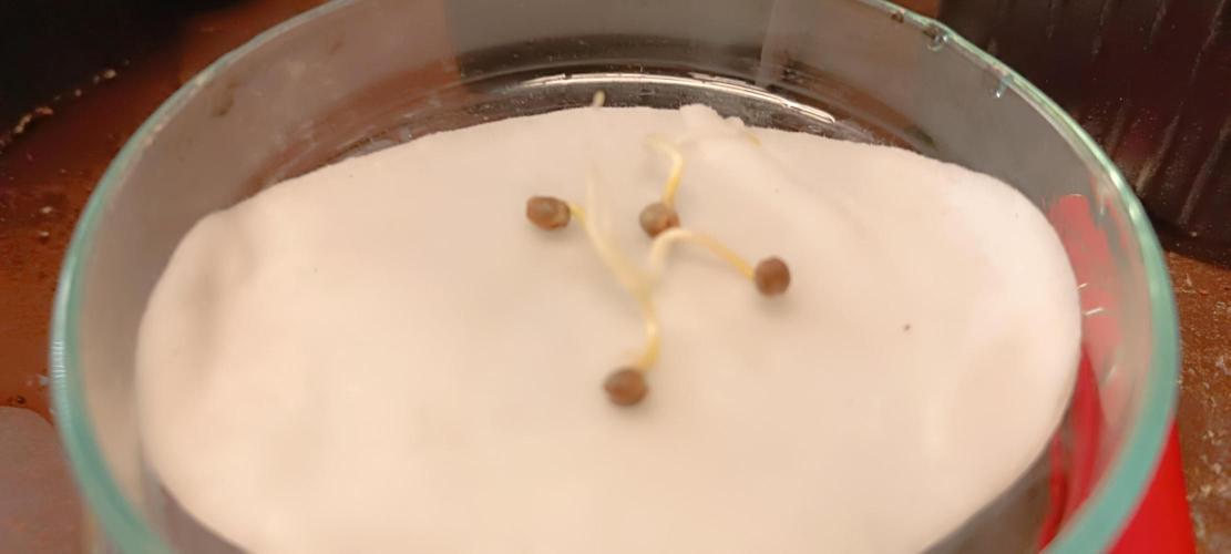 SDRA-CBD. Week 0