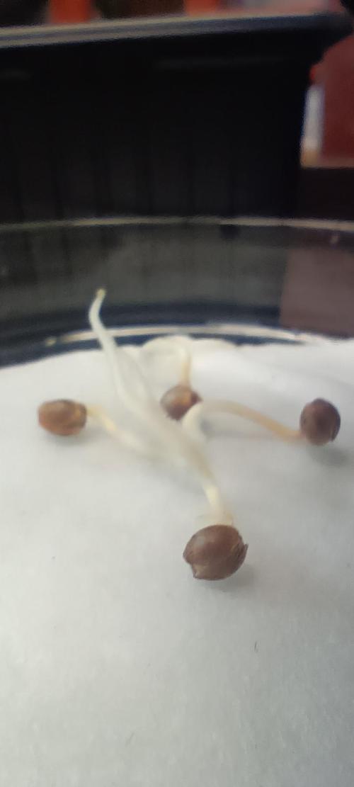 SDRA-CBD. Week 0