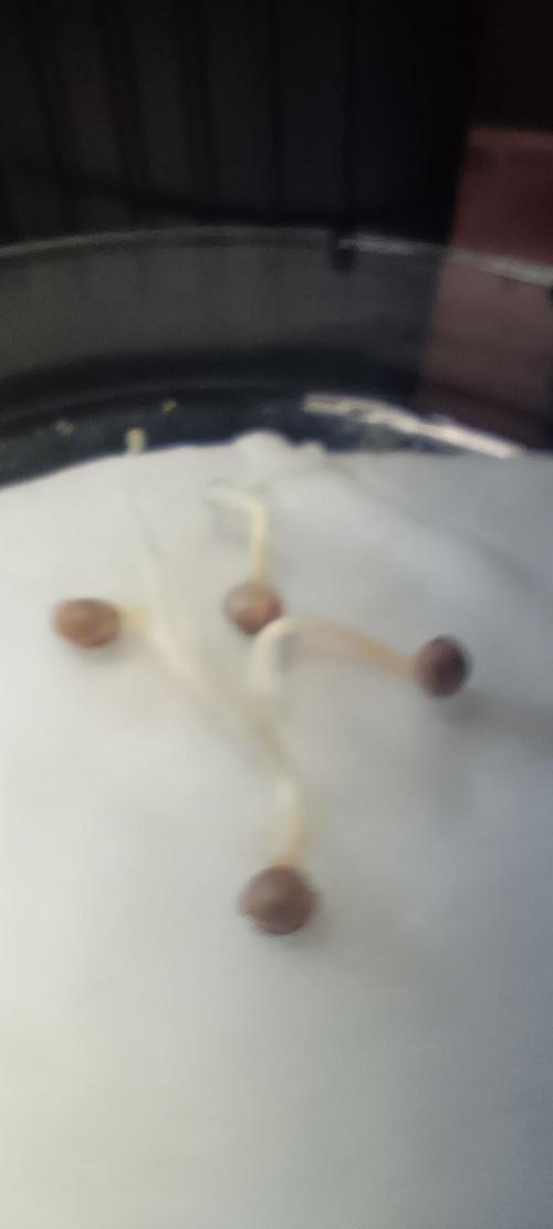 SDRA-CBD. Week 0