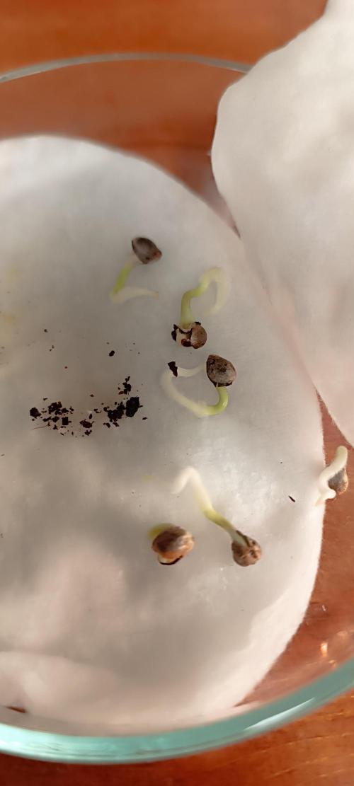 SDRA-CBD. Week 0