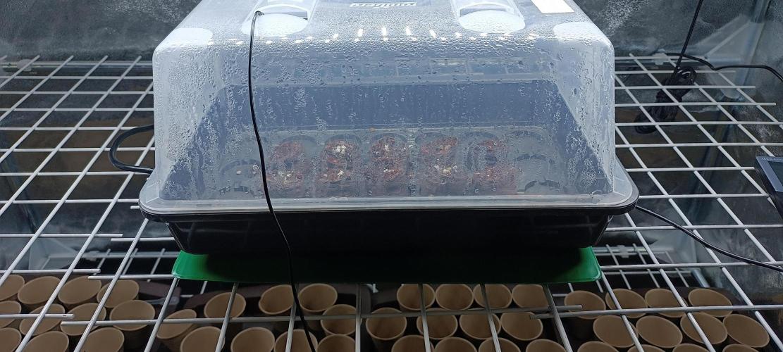 SDRA-CBD. Week 0