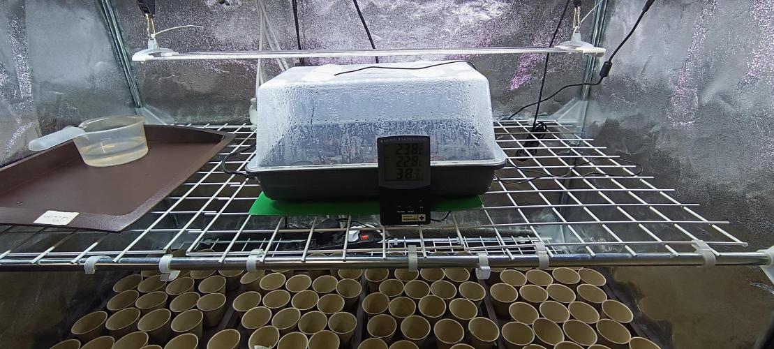 SDRA-CBD. Week 0