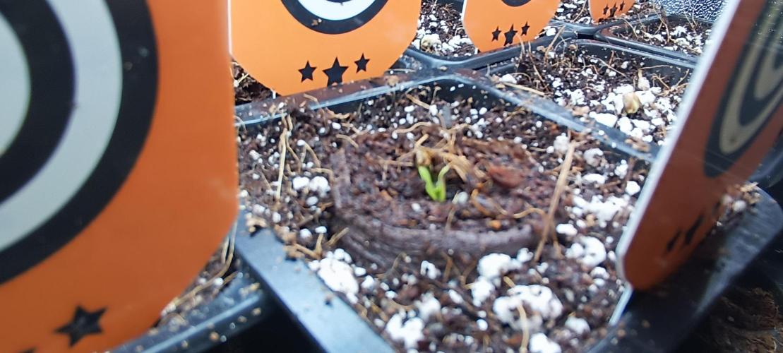 SDRA-CBD. Week 1