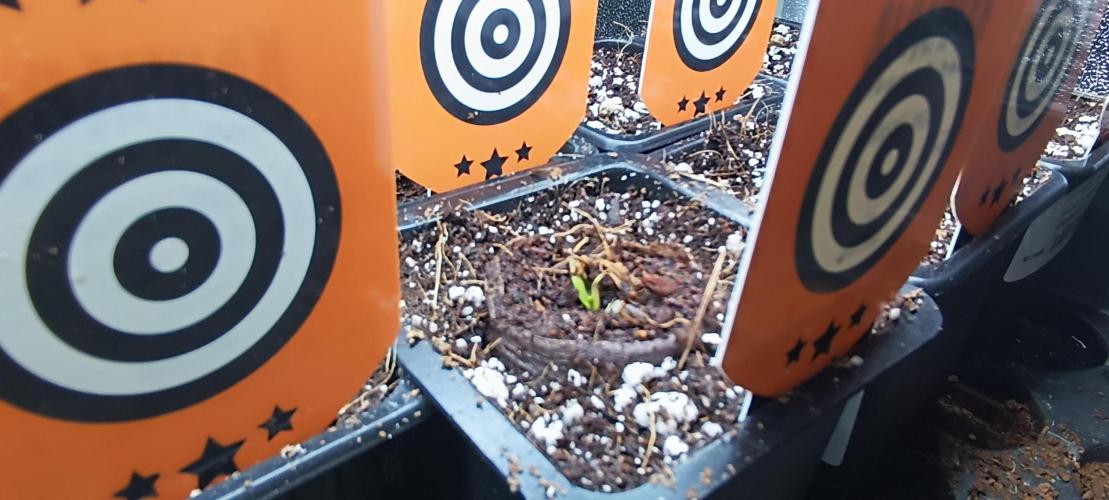 SDRA-CBD. Week 1