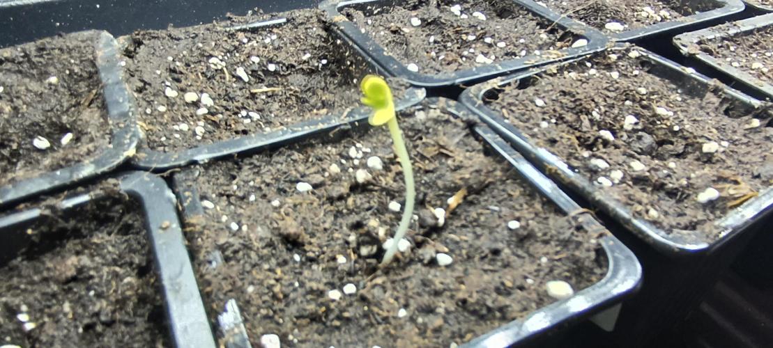 SDRA-CBD. Week 1