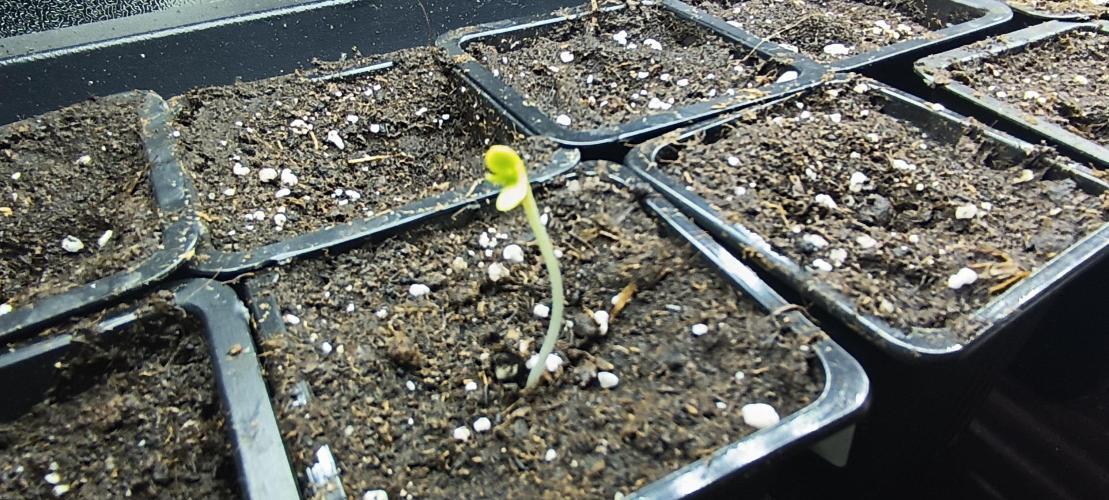 SDRA-CBD. Week 1