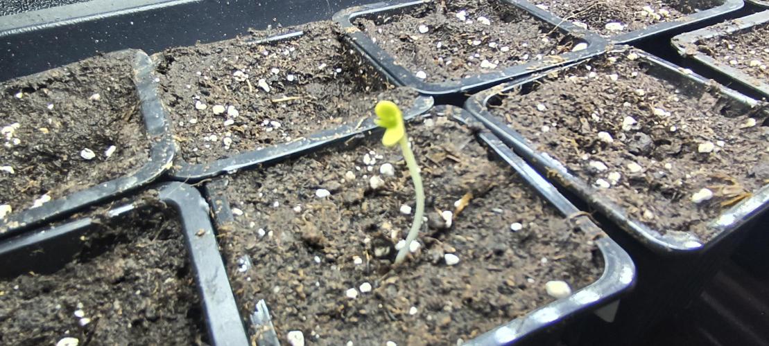 SDRA-CBD. Week 1