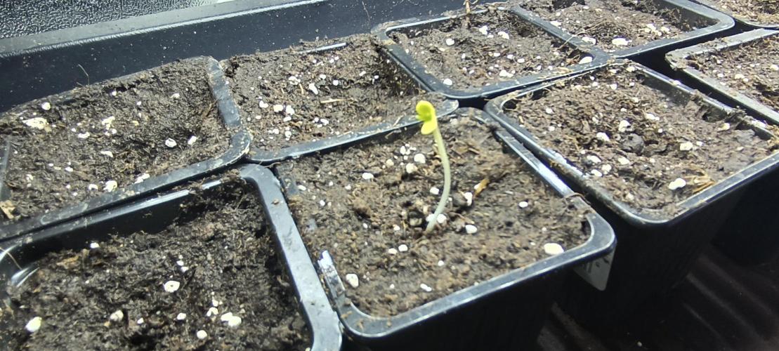 SDRA-CBD. Week 1