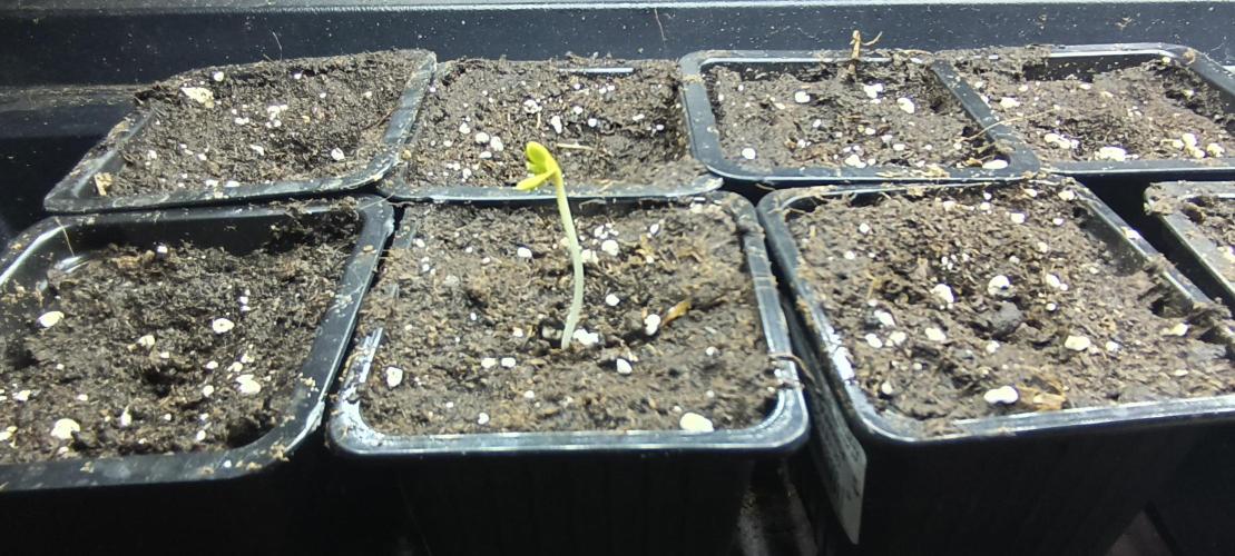 SDRA-CBD. Week 1