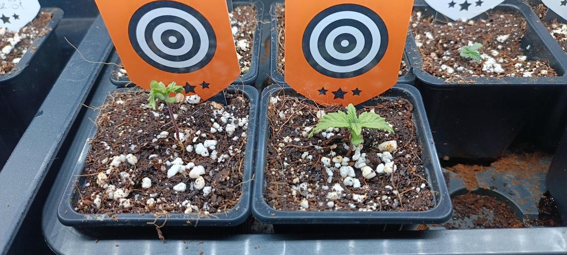 SDRA-CBD. Week 1