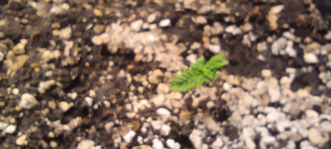 SDRA-CBD. Week 1