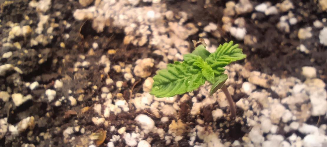 SDRA-CBD. Week 1