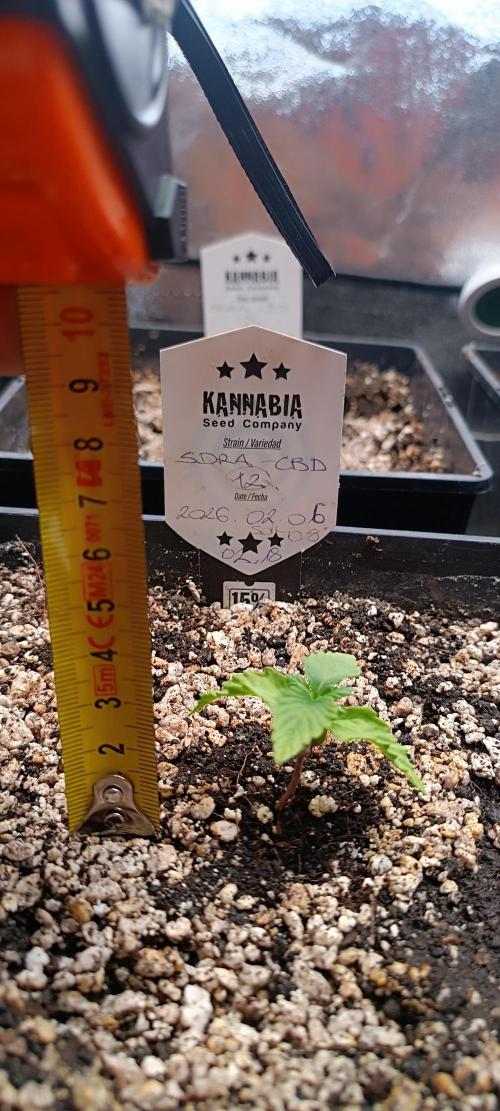 SDRA-CBD. Week 2