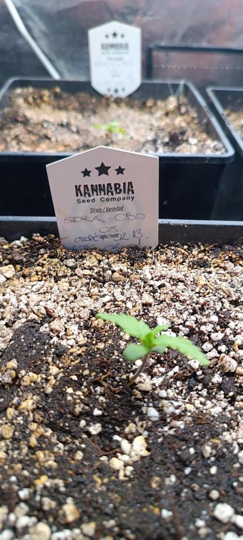 SDRA-CBD. Week 2