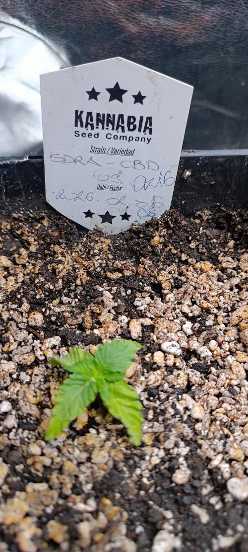 SDRA-CBD. Week 2