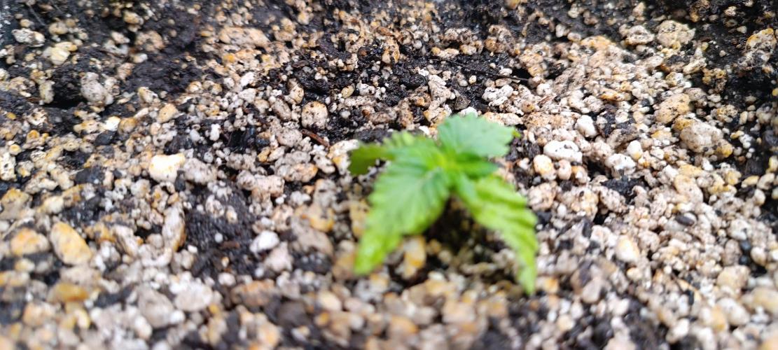 SDRA-CBD. Week 2