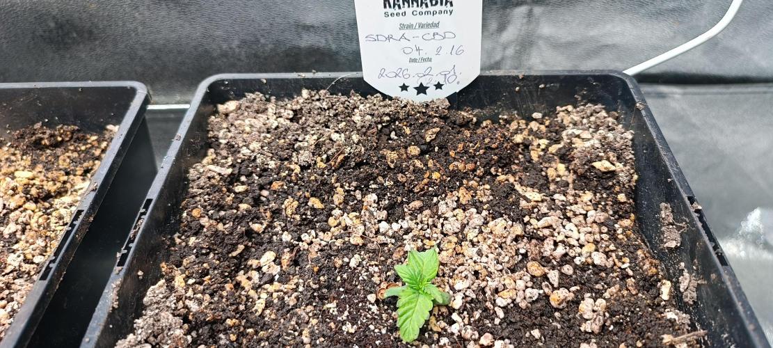 SDRA-CBD. Week 2
