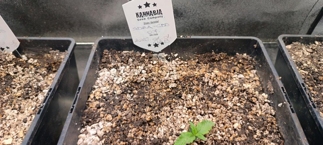 SDRA-CBD. Week 2