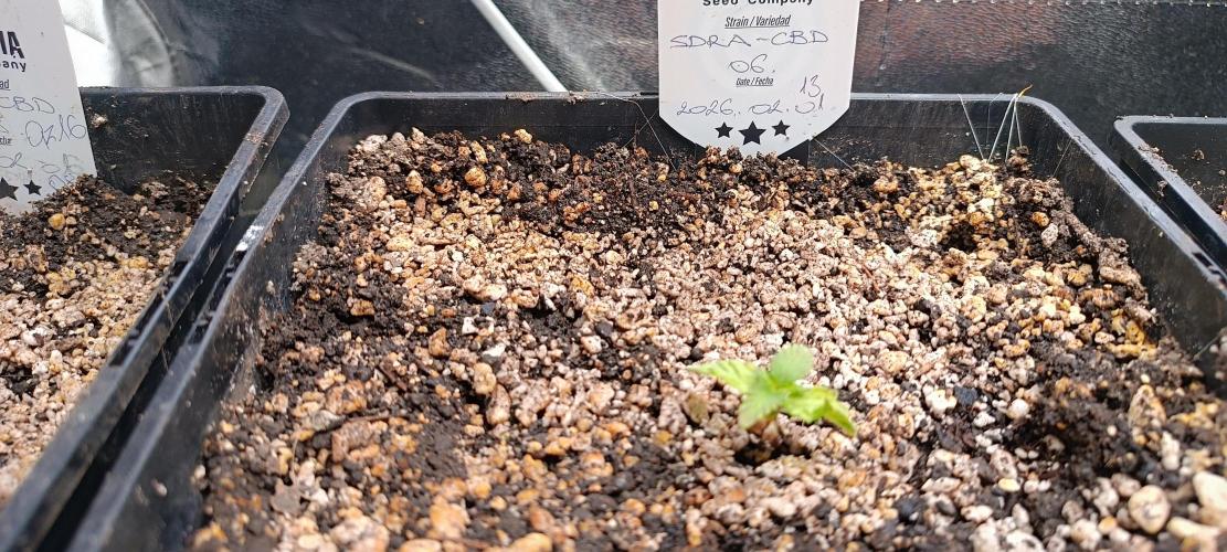 SDRA-CBD. Week 2