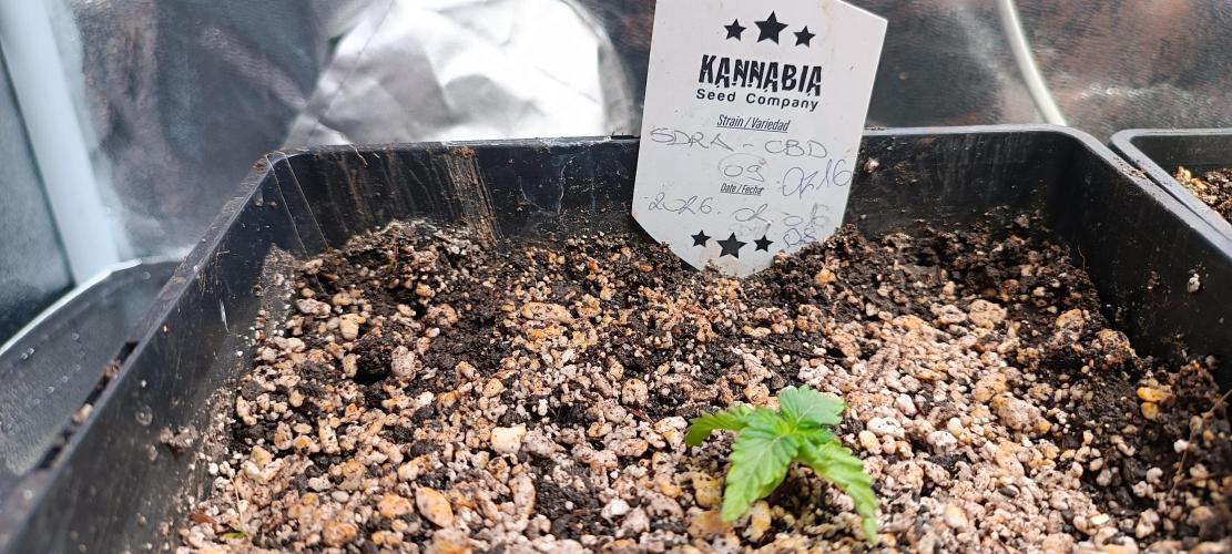 SDRA-CBD. Week 2