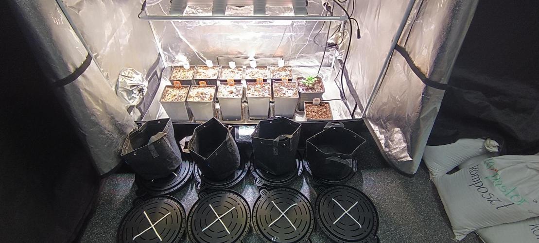 SDRA-CBD. Week 3