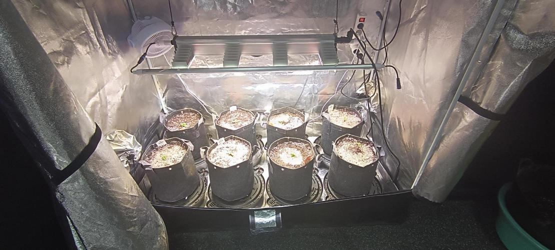 SDRA-CBD. Week 3