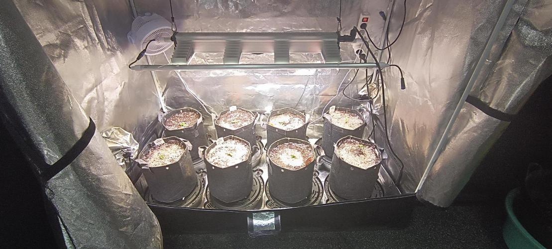 SDRA-CBD. Week 3