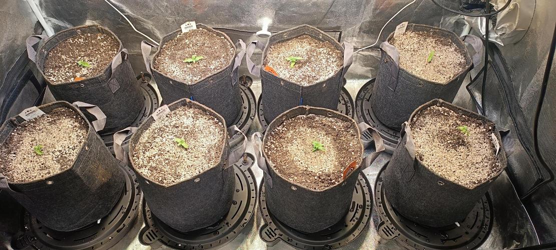 SDRA-CBD. Week 3