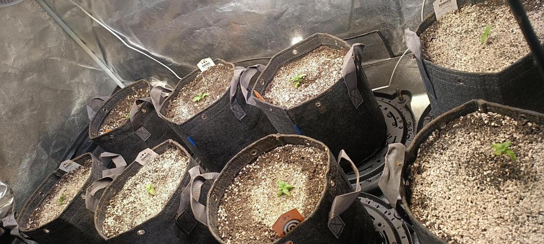 SDRA-CBD. Week 3