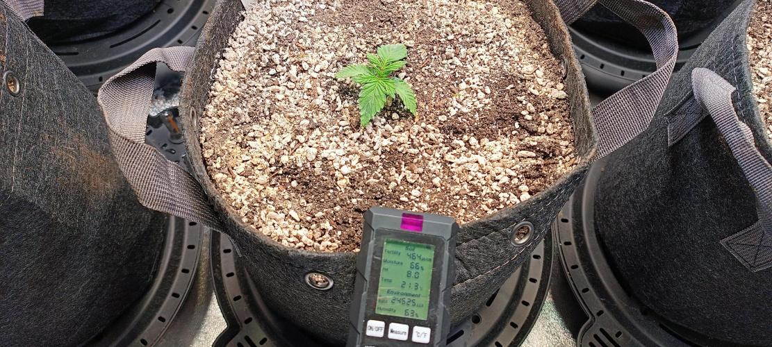 SDRA-CBD. Week 3