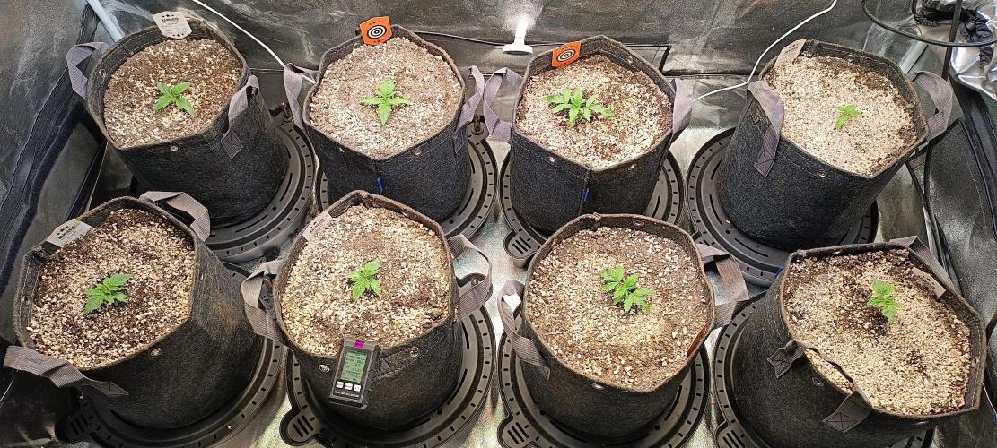 SDRA-CBD. Week 3