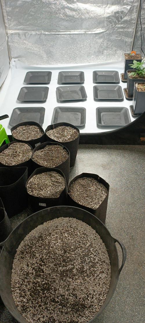 SDRA-CBD. Week 3